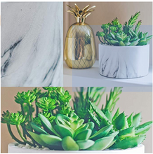 Load image into Gallery viewer, Cactus in Attractive Marble